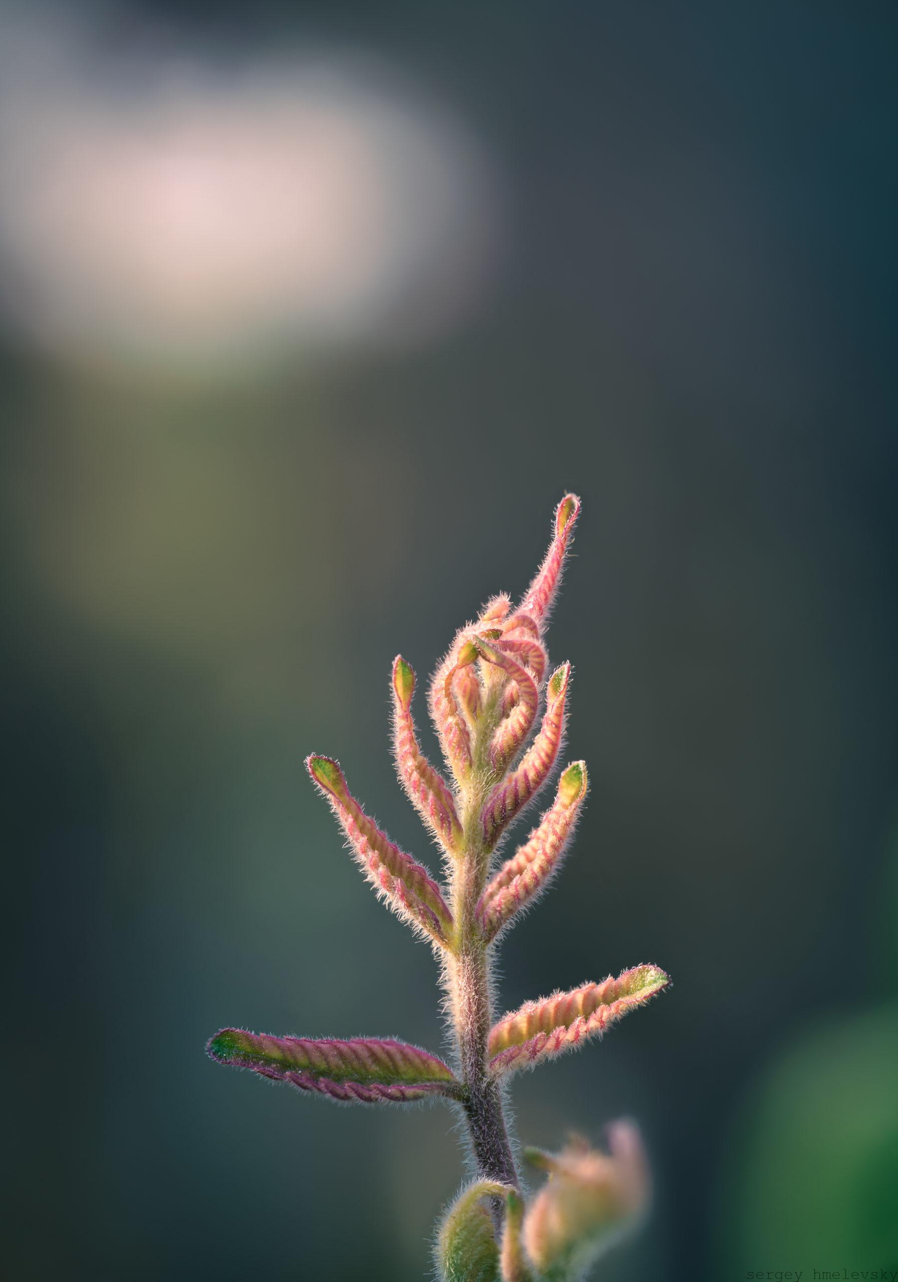 a red twig under a ray of light, shot using focus stacking
