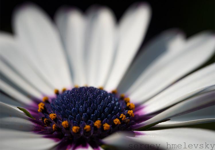 a white african daisy flower